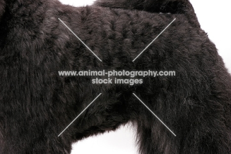 Australian Champion Bouvier des Flandres, coat close up