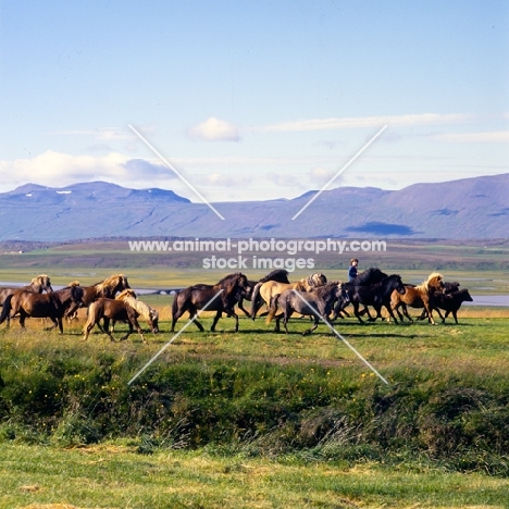 Rider with group of Iceland Horses at Sauderkrokur