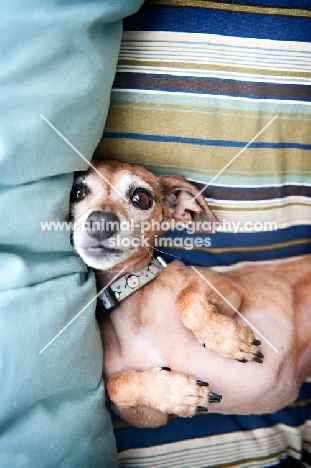 chihuahua mix lying on back in striped blue dog bed