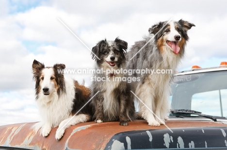 Shetland Sheepdog, Australian Shepherd (miniature) and Australian Shepherd on car bonnet