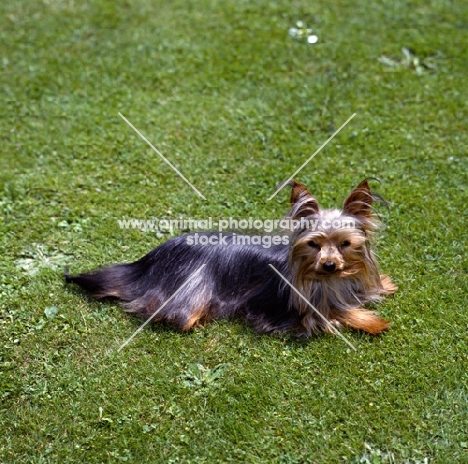 one yorkie laying in sun