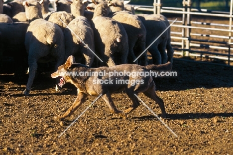 kelpie working champion