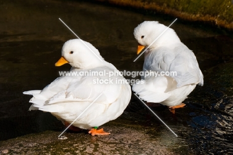 two white call ducks