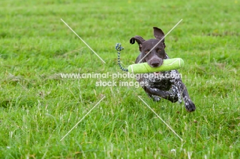 young German Shorthaired Pointer with dummy