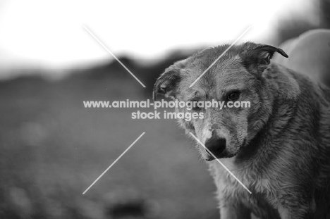 mongrel dog looking towards camera with a suspicious look