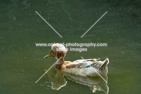 crested duck, side view