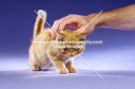 Exotic ginger kitten on a purple background being stroked