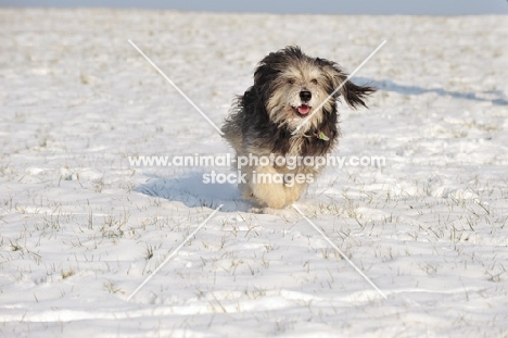 Polish Lowland Sheepdog running on snow