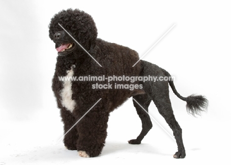 Australian Champion Portuguese Water Dog