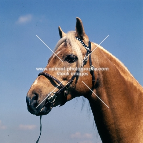 bramshott midnight sun, head study of riding pony stallion