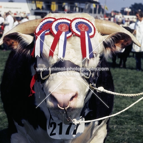 winning hereford bull with rosettes