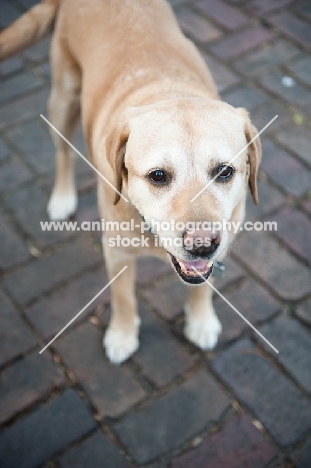 Senior Yellow Lab standing on brick patio.