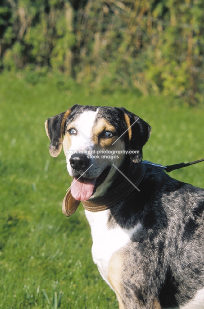 Louisiana Catahoula Leopard Dog on lead