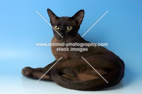 brown burmese cat 
