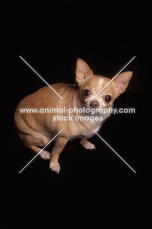 Chihuahua on black background, looking at camera