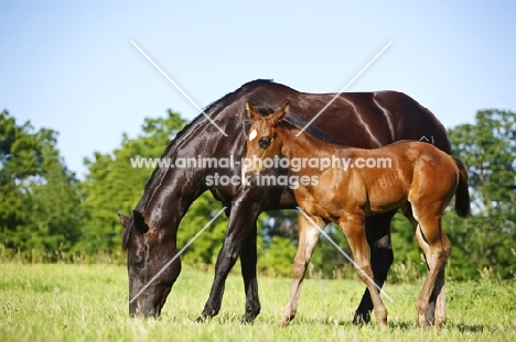 quarter horse with foal