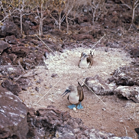 blue footed boobies protecting egg, champion island, galapagos islands