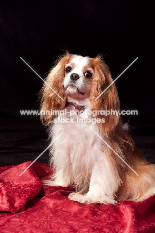 cavalier king charles spaniel wearing dickie bow