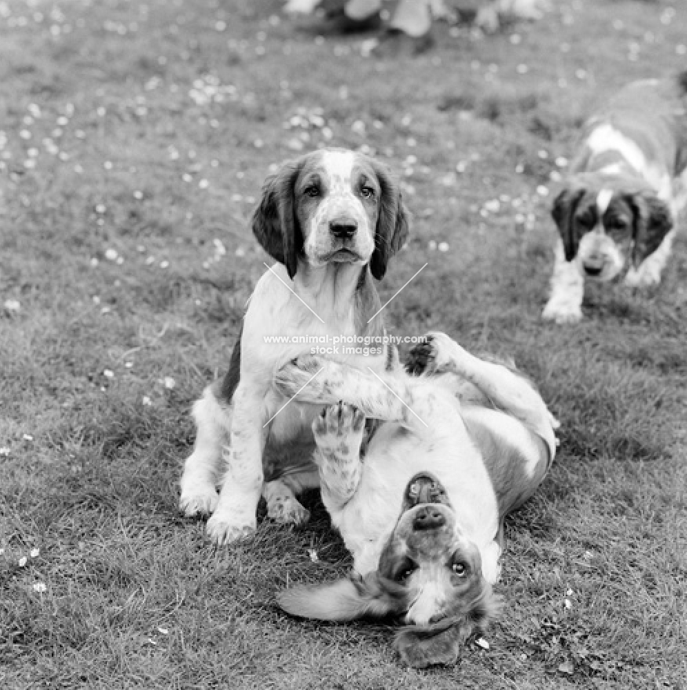 three welsh springer spaniel puppies