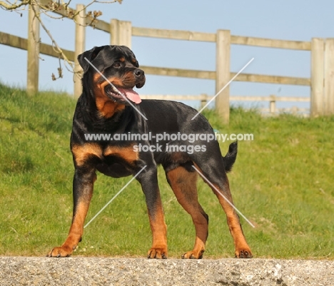 Rottweiler in field, near fence