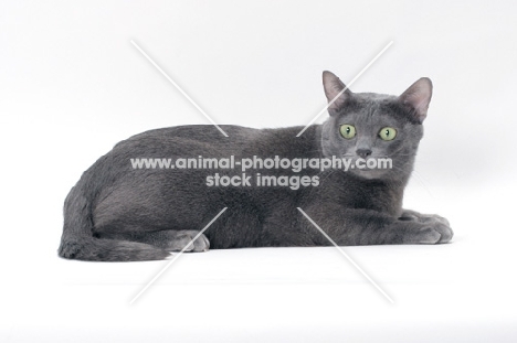 blue Korat cat lying on white background