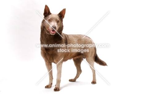 champion Australian Kelpie in studio, fawn colour