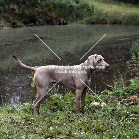 undocked weimaraner near water