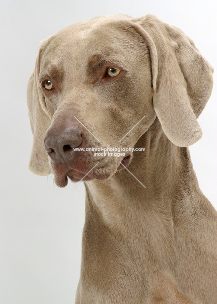 Australian Champion Weimaraner on white background