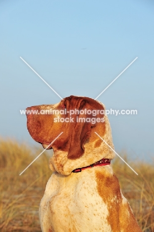 Bracco Italiano (Italian Pointing Dog) profile