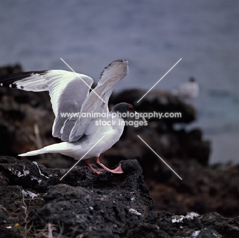 swallow tailed gull landing on lava rock, champion island, galapagos islands