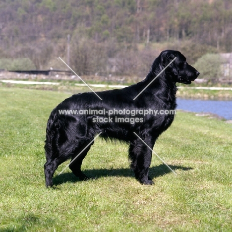 flatcoat retriever standing by a river
