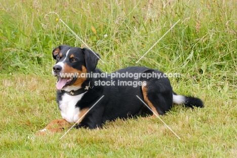 Appenzeller Sennenhund, Swiss farmdog