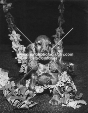 Cocker Spaniel puppy hanging in garland