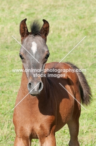 one arabian foal in green field