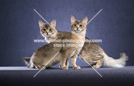 two Somali cats on blue background