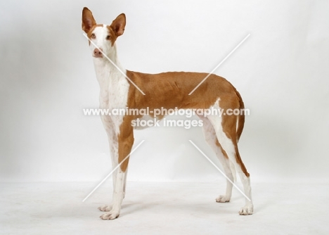 Australian Champion Chestnut & White Ibizan Hound, standing