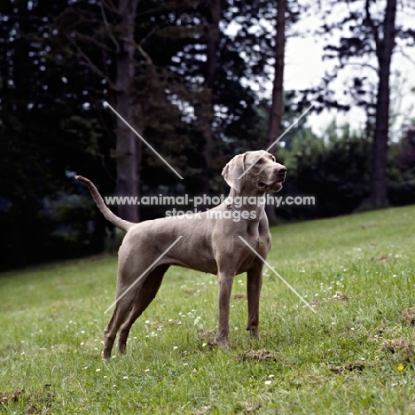 undocked weimaraner on hillside