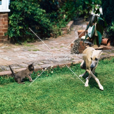 lurcher frightened by a young kitten