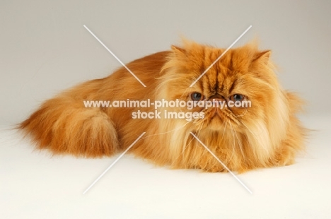 red Persian lying down on light grey background