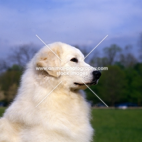 ch macsuibhne’s gypsy snowbunny, hungarian kuvasz in usa, head study