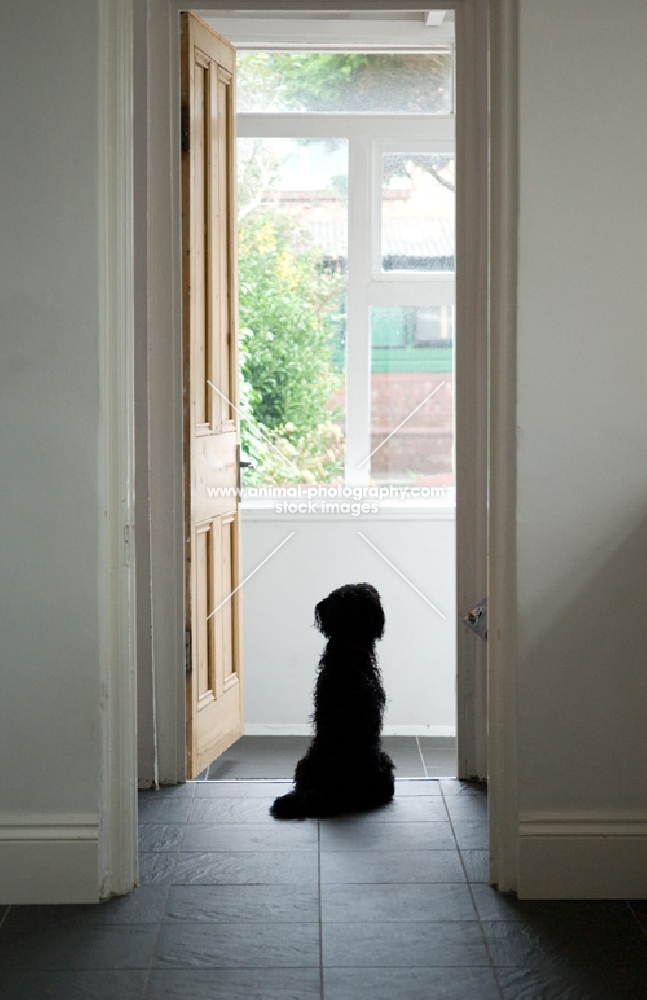 Tibetan terrier watching seagulls