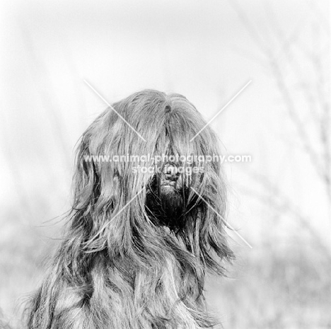 tibetan terrier portrait