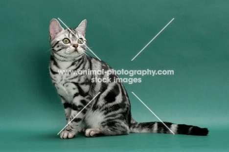 American Shorthair, sitting on green background