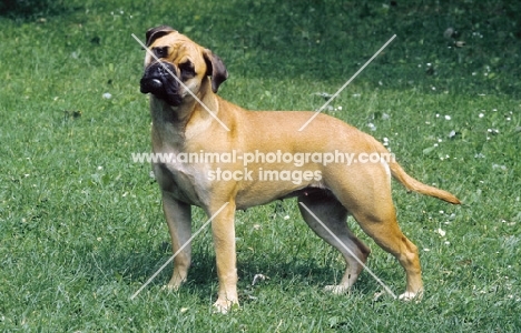 Bullmastiff side view