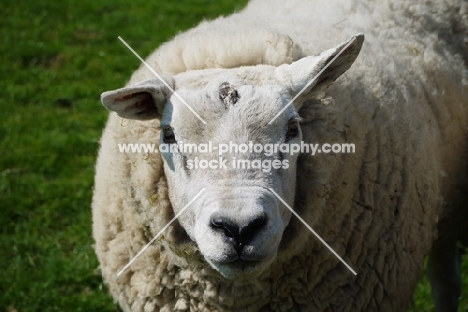 Texel ram portrait