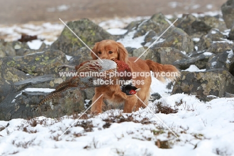 English Cocker Spaniel with pheasant