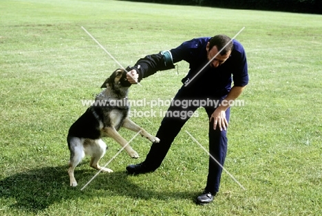 training a german shepherd dog for police work