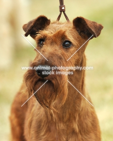 Irish Terrier head study