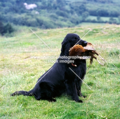 champion flat coated retriever, carrying retrieved pheasant