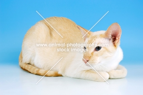red point siamese cat looking away